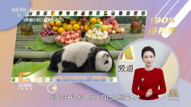 绯红小猫是哪国人